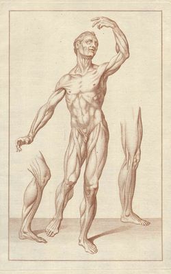 Studio Di Disegno Accademico I Muscoli In Anatomia E Studi Di Nudo Renzo Campanini Studio Bibliografico